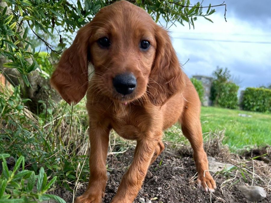 Irish Red Setter, IKC Reg... All ready for their forever homes! 4